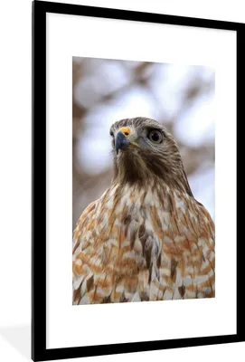 Produktbild von MuchoWow® Gerahmtes Poster Nahaufnahme eines Bussards 60x90 cm - Poster mit Schwarzem Bilderrahmen Wandposter Rahmen Foto Bilder - Dekoration - Wandposter Wohnzimmer - Hochwertig