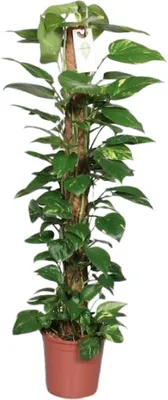 Produktbild von Efeutute Epipremnum pinnatum Scindapsus  am Moosstab 120cm Ø24cm Zimmerpflanze