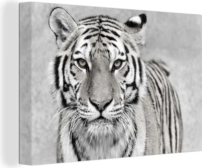 Zdjęcie produktu dla OneMillionCanvasses® - Obrazy na płótnie - 140x90 cm, Tygrys - Natura - Czarny - Biały, Dekoracja ścienna - Zdjęcie na płótnie - Obraz na drewnianej ramie