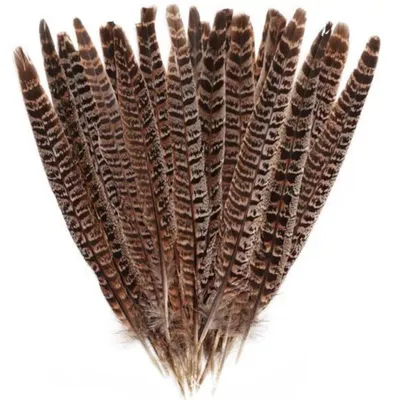 Fasanenfedern, 10 Stück, 20-35 cm, Naturfedern für DIY