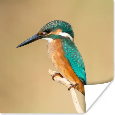 Produktbild von MuchoWow® Poster Eisvogel - Tiere - Vogel 50x50 cm - Wohnzimmerdekoration