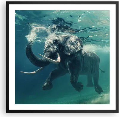 Produktbild von Gerahmtes Poster - Schwarzer Rahmen - Elefant Tier Wasser - 60x60 cm - Wand Bild - Wanddeko - Wandbilder - Kunstposter - Wandposter - Bilderrahmen - Bilder - Kunstdruck - Wandbild - P2BAC60x60-3944