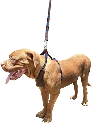 Produktbild von Hundegeschirrset echtes Leder, kein Zug Design, mittelgroß, für Spaziergänge