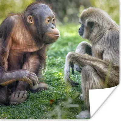 Produktbild von MuchoWow® Poster Affen - Tiere - Familie 75x75 cm - Wand Dekoration