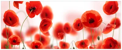 Produktbild von Wallario Premium Glasbild, freischwebende Optik, kräftige Farben, Größe 125 x 50 cm Motiv Leuchtende Mohnblumen - Rote Mohnblumenblüten