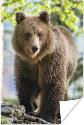 Produktbild von MuchoWow® Poster Bär - Braun - Wald 20x30 cm - Papierdruck