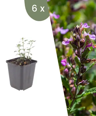 Produktbild von Plants by Frank | 6 Gamander Pflanzen | Teucrium x Lucidrys | Stauden | Winterhart | Mehrjährig | Gartenpflanzen