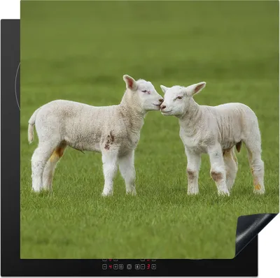 Produktbild von KitchenYeah© Herdabdeckplatte Schaf - Lamm - Bauernhof , 78x78cm, Küche Deko, Glaskeramikkochfeld Herdabdeckung, Abdeckplatte fùr Kochfeld