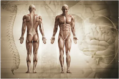 Produktbild von Wallario Wandbild Anatomie Mensch II, Größe: 61 x 91,5 cm, Poster mit rahmenlosen Bildhalter