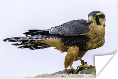 Produktbild von MuchoWow® Poster Wanderfalke - Vogel - Tiere 120x80 cm - Bilder