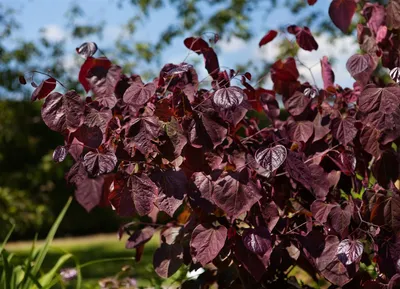Produktbild von Cercis canadensis 'Merlot', Judasbaum, dunkelrot, 100–125 cm
