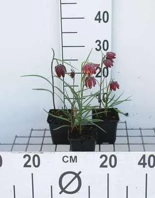 Produktbild von 6 x  Fritillaria meleagris - Kaiserkronen - Topf 9 x 9 cm