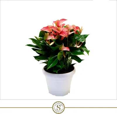 Obrázek produktu pro Nieuwkoop Europe BV Anthurium, průměr 30 cm