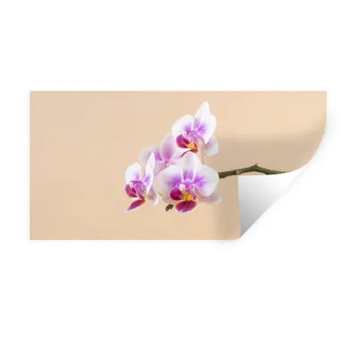 Produktbild von MuchoWow® Wandtattoo Wandsticker Wandaufkleber Weiße und rosa Orchidee 40x20 cm Selbstklebend und Repositionierbar - Aufkleber