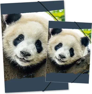 Produktbild von itenga Gummizugmappe Zeichenmappe A4 und A3 Motiv Panda Set