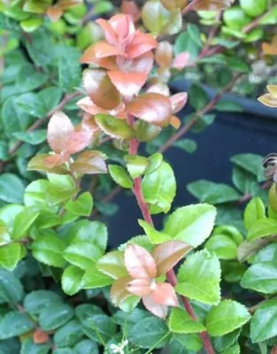 Produktbild von Immergrüne Heidelbeere ovatum - Vaccinium ovatum - 15-20cm