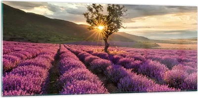 Produktbild von Bilder auf glas - Lavendel Berge Feld - 120x50cm - Glasbilder - Wandbilder - Kunstdruck - zum Aufhängen bereit - Wanddekoration aus Glas - Glas Bilder - Wandbild auf Glas - Einteilig - GAB120x50-3645