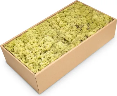 Produktbild von Islandmoos 500g in 30 Farben – Konserviertes Rentiermoos Natur, Farbe:Altgrün