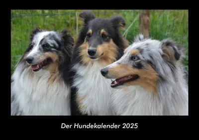 Produktbild von Der Hundekalender 2025 Fotokalender DIN A3