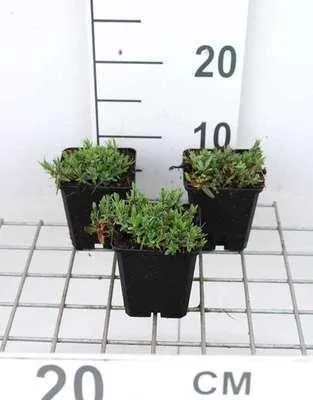 Obrázok produktu pre 6 x Gypsophila repens 'Rosea' - Gypsophila - kvetináč 9 x 9 cm