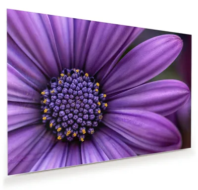 Produktbild von Glasbild 45x30cm in XXL für Wohnzimmer, Schlafzimmer Motiv Blume Nahaufnahme