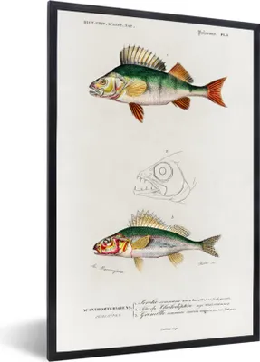 Produktbild von MuchoWow® MuchoWow® Gerahmtes Poster Fisch - Jahrgang - Realismus 20x30 cm - Poster mit zchwarzem Bilderrahmen - Drucken - Bilder Poster im Rahmen
