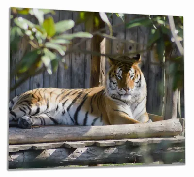 Produktbild von Wallario Herdabdeckplatte aus Glas, Größe 60 x 52 cm 1-teilig, Motiv Tiger im Sonnenschein