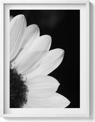 Produktbild von Gänseblümchenblüten in schwarz-weiß– Wandbild mit Rahmen – Gerahmtes Bild  – Wanddekoration – 60x80 cm –  Weiß Rahmen