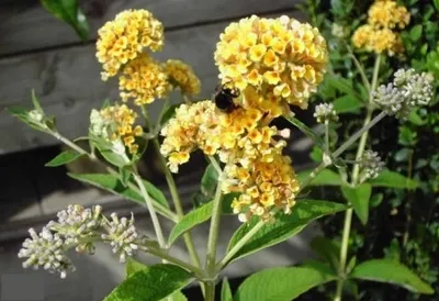 Produktbild von Buddleja weyeriana Sungold - Schmetterlingsstrauch - Schmetterlingsflieder