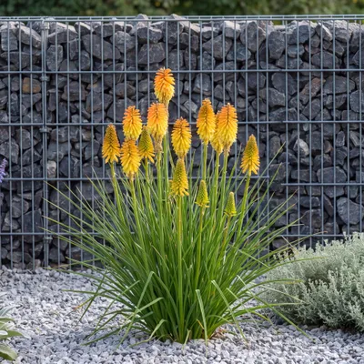 Produktbild von Stauden Gänge 10 x Kniphofia POCO 'Butter Brickle' - Goldgelbe Fackellilie, kompakt 45-55 cm - winterhart, mehrjährig, 11x11 cm Topf