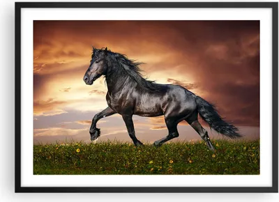 Produktbild von Gerahmtes Poster - Schwarzer Rahmen - Pferd Tier Wiese - 70x50 cm - Wand Bild - Wanddeko - Wandbilder - Kunstposter - Wandposter - Bilderrahmen - Bilder - Kunstdruck - Wandbild - P2BAA70x50-2608