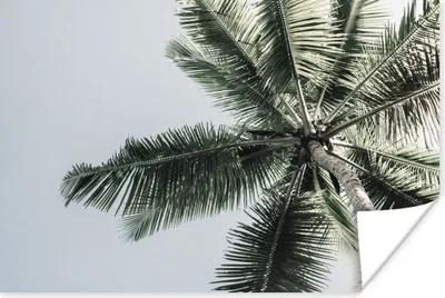 Produktbild von MuchoWow® Poster Palme - Tropisch - Sommer 60x40 cm - Schlafzimmerdekoration