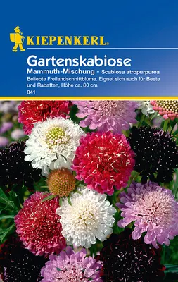 Artikelbild 1 von 'Gartenskabiose Mammuth - Mischung' aus der Kategorie Blumensamenmischung