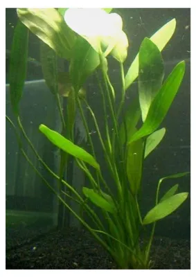 Produktbild von Echinodorus rigidifolius, Wasserpflanzen im Topf