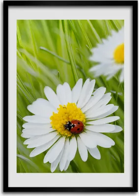 Produktbild von Bild - Bilderrahmen - 50 cm x 70 cm - MDF - Rahmen - Wandkunst Gänseblümchen