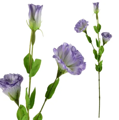 Produktbild von Kunstblumenzweig Kunststoff MONDEX Viridis Eustoma 70 cm Mehrfarbig 1 Stück