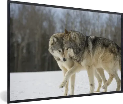 Produktbild von MuchoWow® Gerahmtes Poster Wolf - Schnee - Mantel 60x40 cm - Poster mit Schwarzem Bilderrahmen Wandposter Rahmen Foto Bilder - Printing - Wanddeko Schlafzimmer