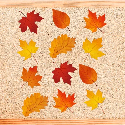 Produktbild von Herbstblätter Fensterdeko A3 Faltblatt