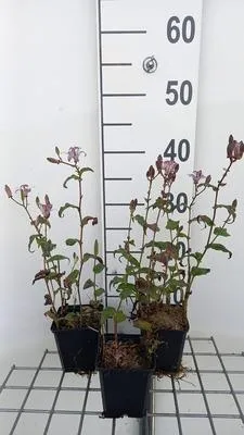 Zdjęcie produktu dla 6 x Tricyrtis formosana - Lilia ropucha - doniczka 9 x 9 cm