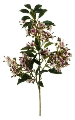 Produktbild von Zeldaboniere Zweig Wachsblume 87 cm Blumen und Blumenzwiebeln