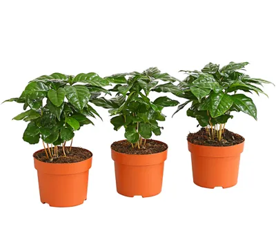 Produktbild von Dehner Pflanzenset Kaffeepflanze, 3x Coffea arabica, je 20-25 cm inkl. Pflanztopf, Ø Topf je 12 cm, Zimmerpflanze
