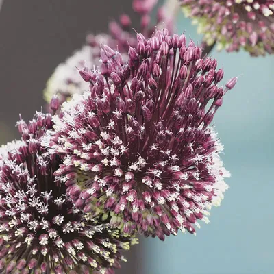 Image de Allium amethystinum 'Red Mohican' / Ail Red Mohican