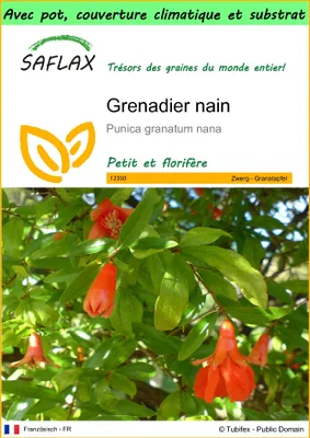Image de SAFLAX Garden to go - Grenadier nain - 50 graines - Punica