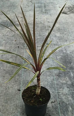 Image de Cordyline australis 'Sundance'