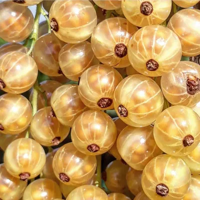 A close-up view of a cluster of ripe white currants.