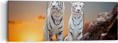 Produktbild von Bild auf Leinwand - Leinwandbild - Tiger weiß Rock Sonnenuntergang - 90x30cm - Wand Bild - Wanddeko - Leinwanddruck - Bilder - Kunstdruck - Wanddekoration - Leinwand bilder - Wandkunst - CA90x30-2901