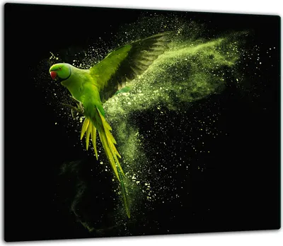 Produktbild von Herdabdeckplatten Glaskeramikkochfeld-Abdeckung Spritzschutz Glas 60x52cm Papagei