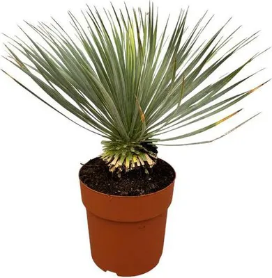 Zdjęcie produktu dla Lilia palmowa Yucca rostrata na trzonku Ø30 cm ↕70 cm – egzotyczna roślina tarasowa