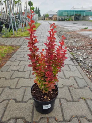 Zdjęcie produktu dla Berberis Thunbergii Orange Rocket - berberys C3 - zestaw 3 sadzonek