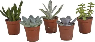 Image de Mélange de plantes succulentes - 5 plantes - Ø5,5cm - Mélange de plantes